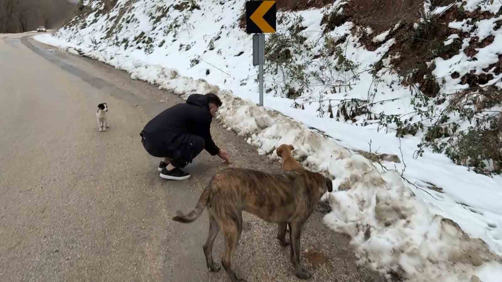 Uludağ’da aç kalan köpeklerin imdadına hayvanseverler yetişti
