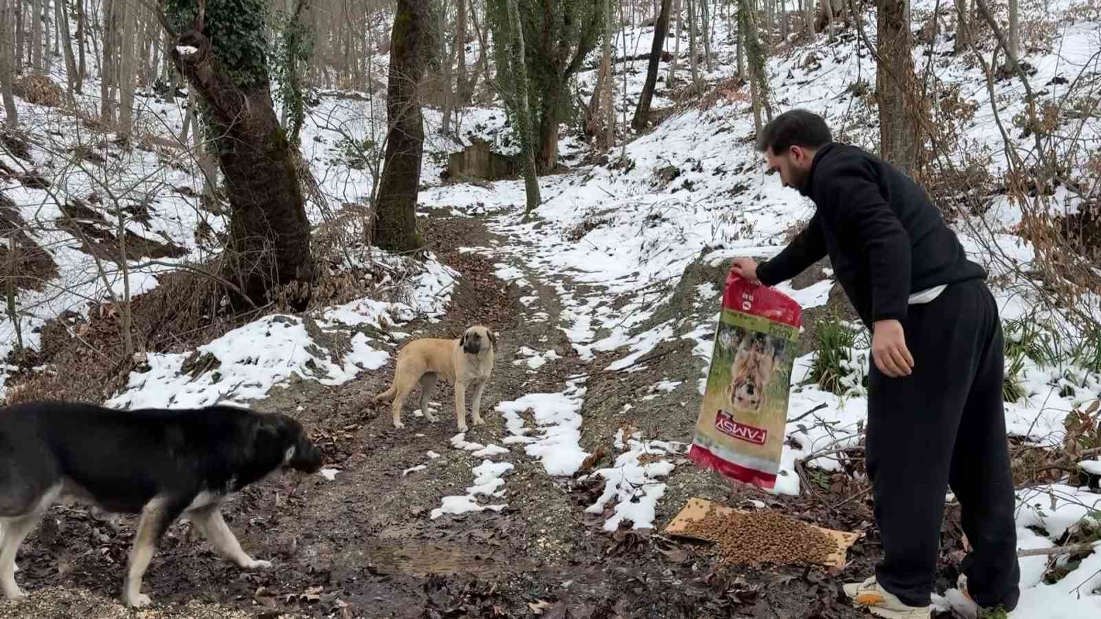 Uludağ’da aç kalan köpeklerin imdadına hayvanseverler yetişti
