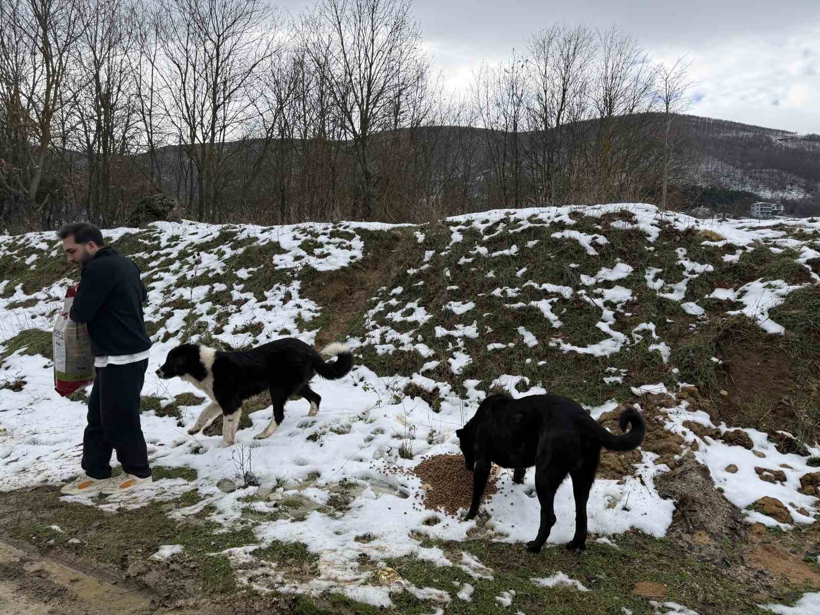 Uludağ’da aç kalan köpeklerin imdadına hayvanseverler yetişti
