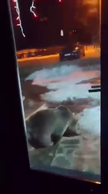 Uludağ’da ayı ailesi kamerada...Ani hareket paniğe neden oldu
