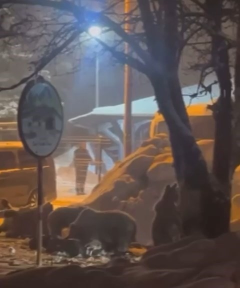 Uludağ’da kış uykusundan uyanan ayı ailesi yemek için Sarıalan’a indi

