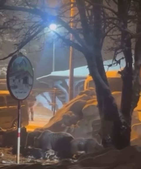 Uludağ’da kış uykusundan uyanan ayı ailesi yemek için Sarıalan’a indi
