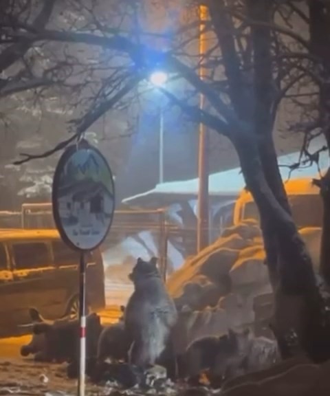 Uludağ’da kış uykusundan uyanan ayı ailesi yemek için Sarıalan’a indi
