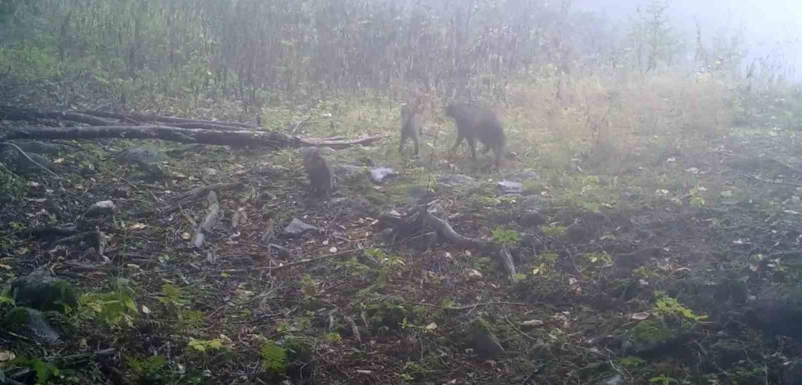 Uludağ’da sisler arasında anne yaban kedisi ve yavruları görüntülendi
