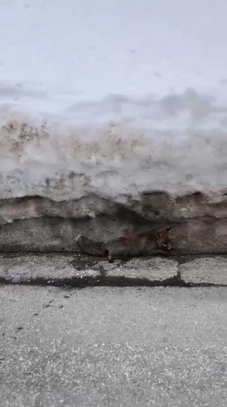 Uludağ’da tilkiye çarpan otomobil sürücüsü yaralı halde bırakıp kaçtı
