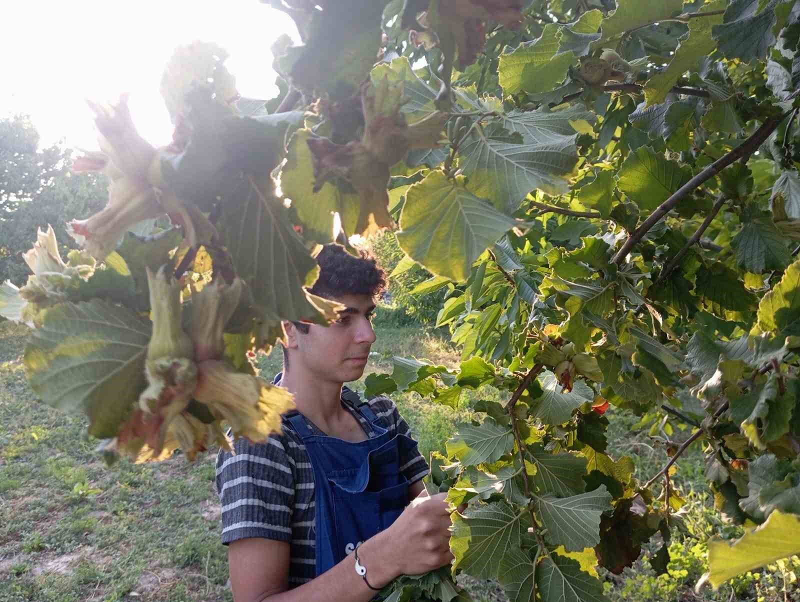 Uludağ’ın fındığı destek bekliyor
