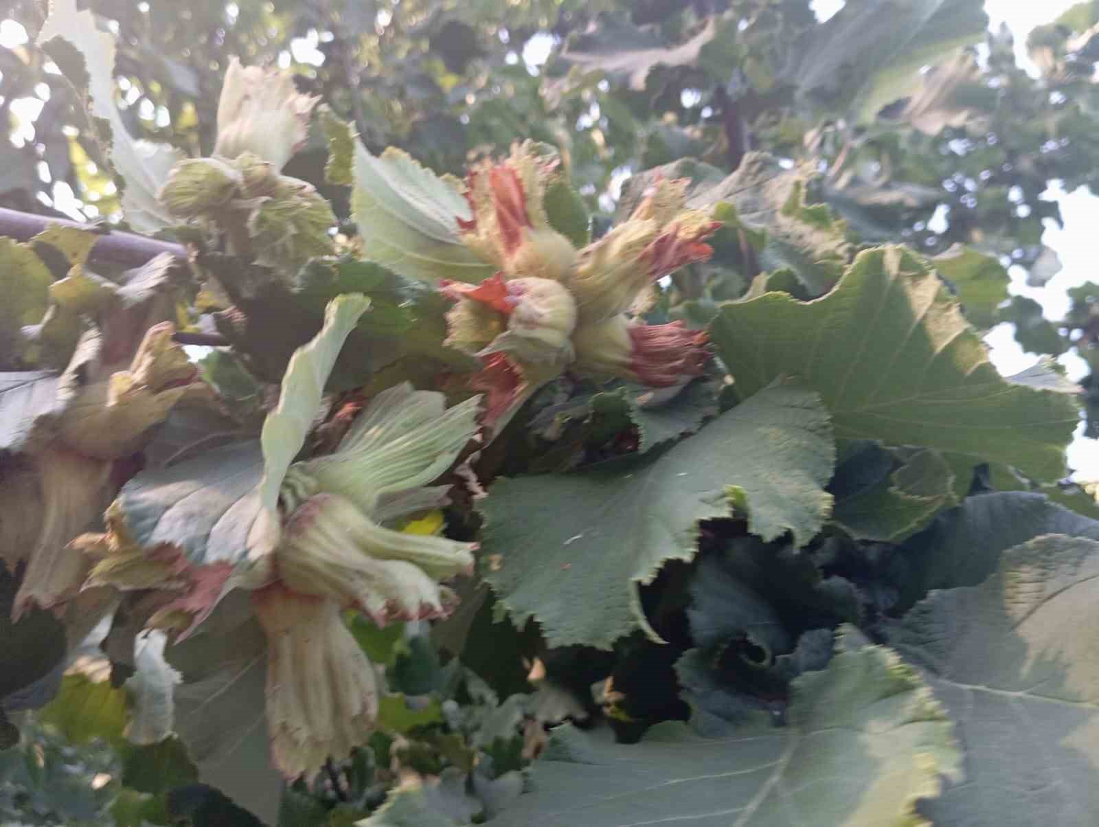 Uludağ’ın fındığı destek bekliyor
