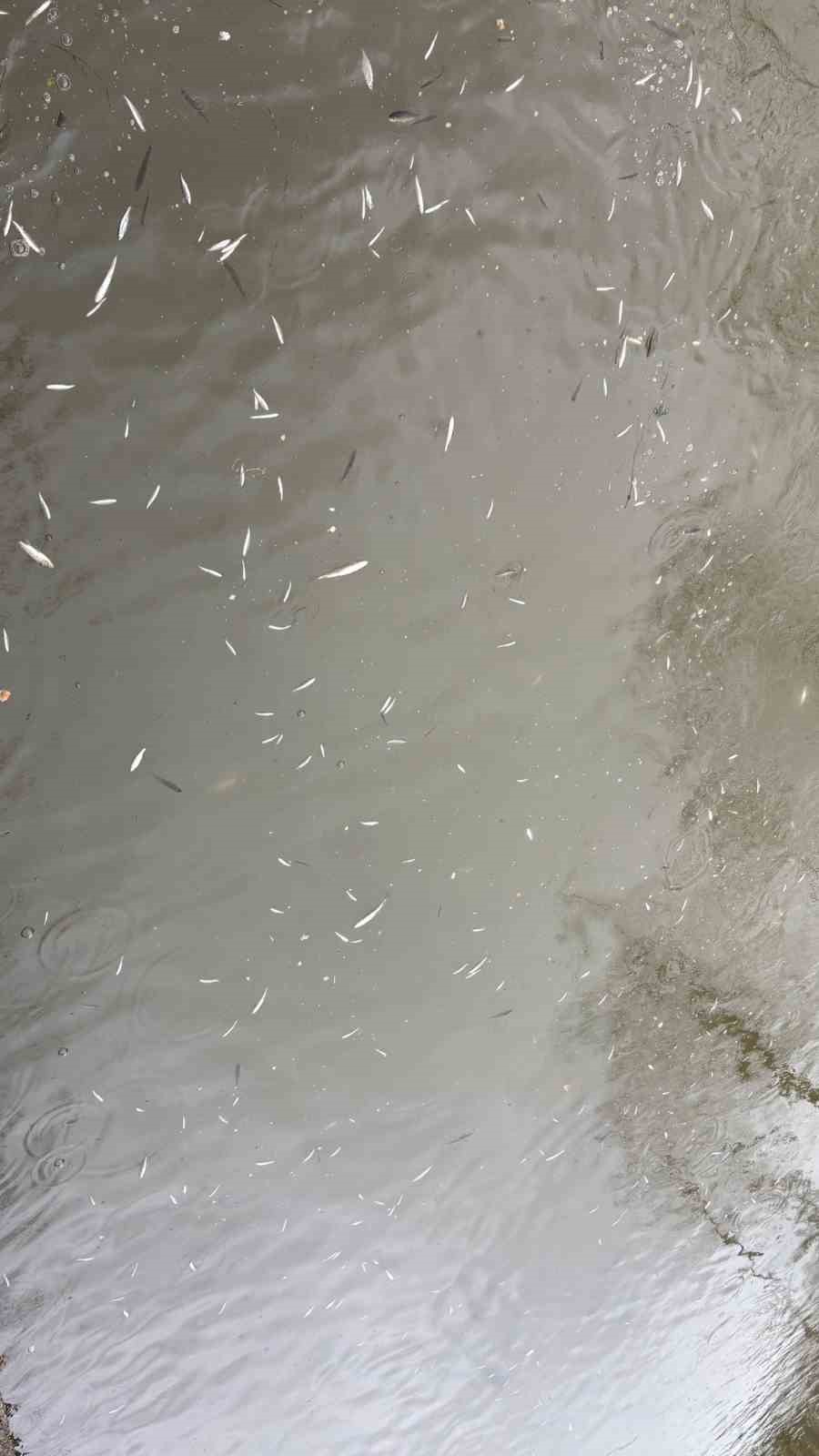 Uludere Çayı’nda binlerce ölü balık bulundu: Ekipler seferber oldu
