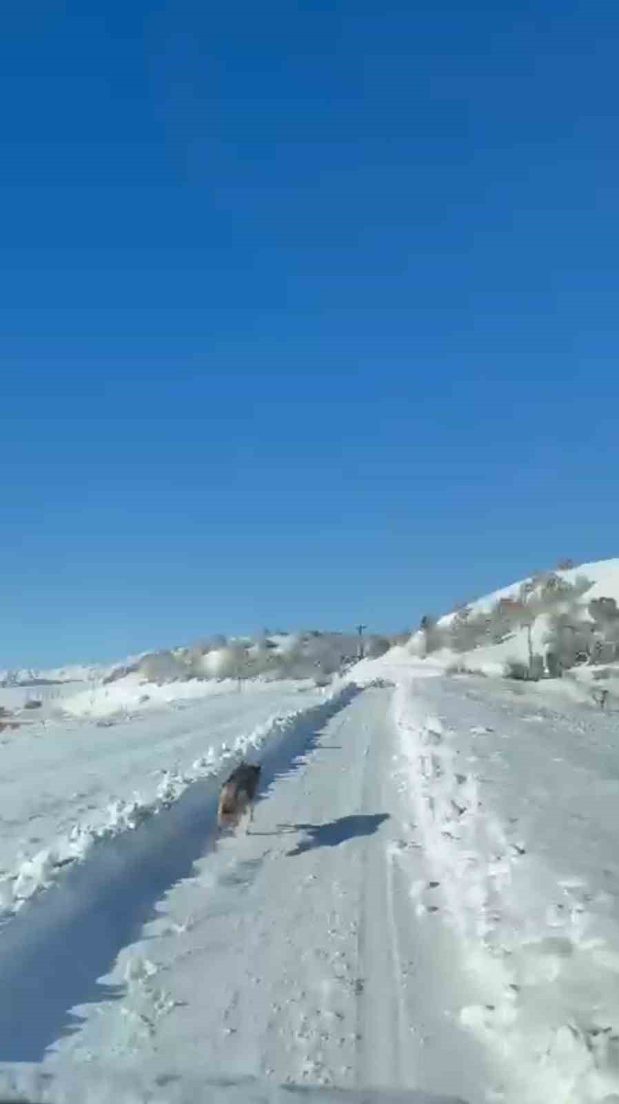 UMKE ekiplerinin hasta yolculuğuna kurt eşlik etti
