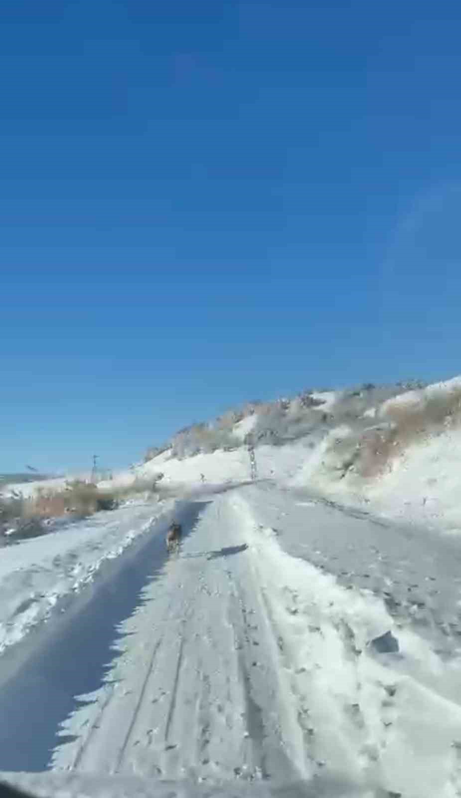 UMKE ekiplerinin hasta yolculuğuna kurt eşlik etti
