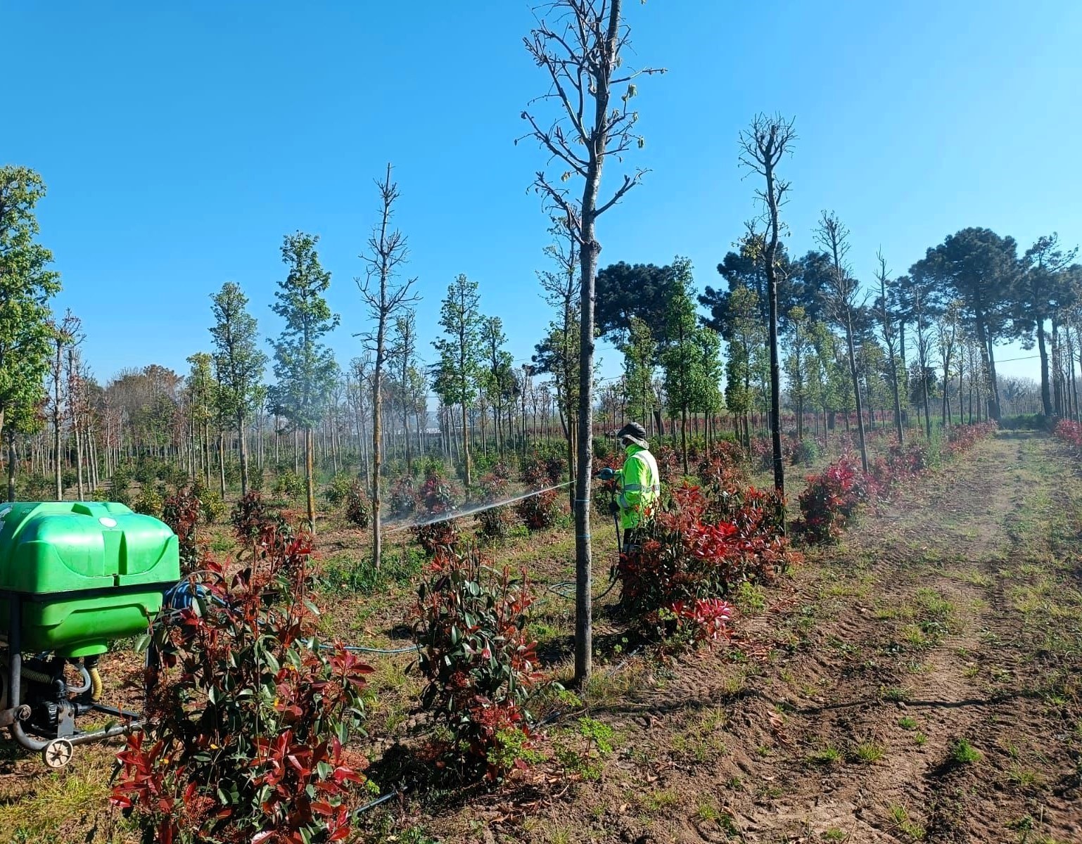 Üretim fidanlığında bitkiler hastalıklara karşı korumaya alındı
