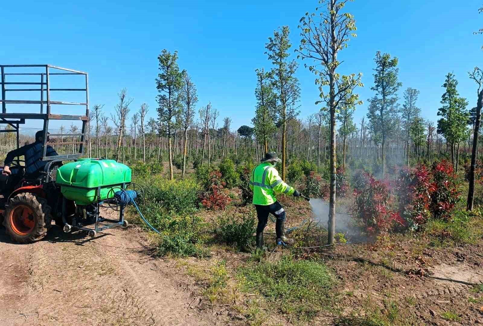 Üretim fidanlığında bitkiler hastalıklara karşı korumaya alındı
