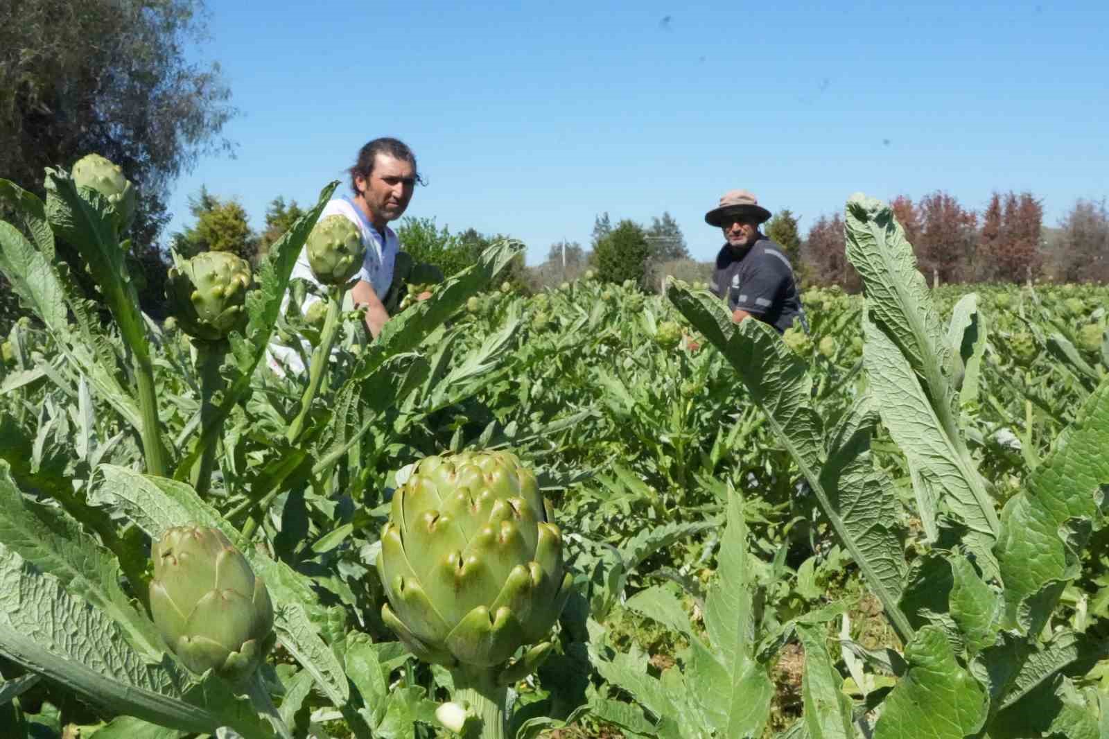 Urla’da sakız enginarının hasat mesaisi sürüyor
