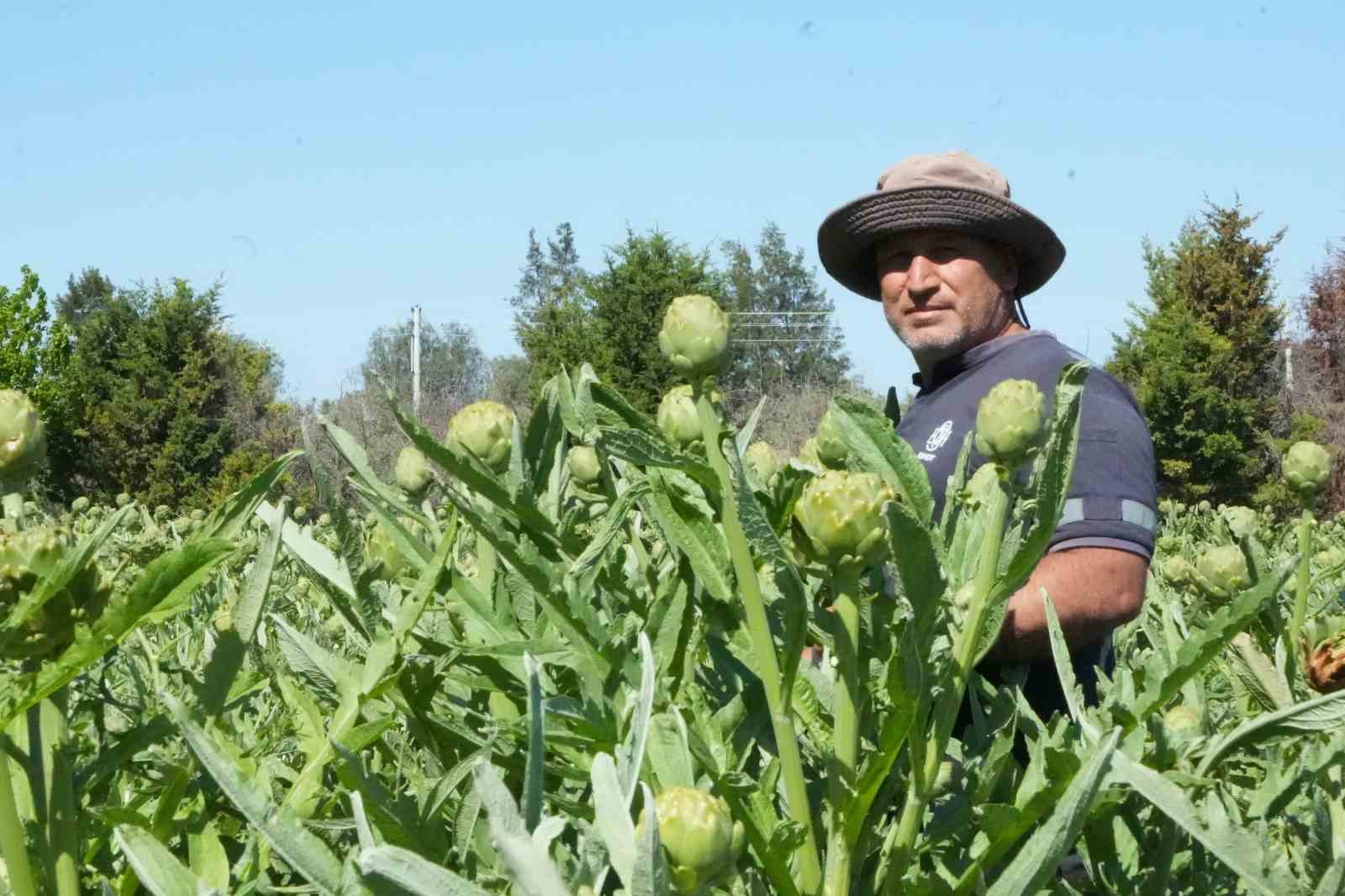 Urla’da sakız enginarının hasat mesaisi sürüyor
