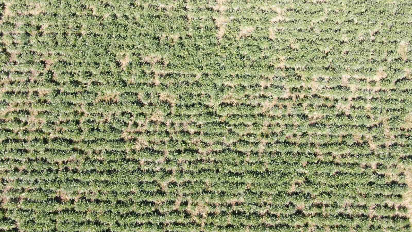 Urla’da sakız enginarının hasat mesaisi sürüyor
