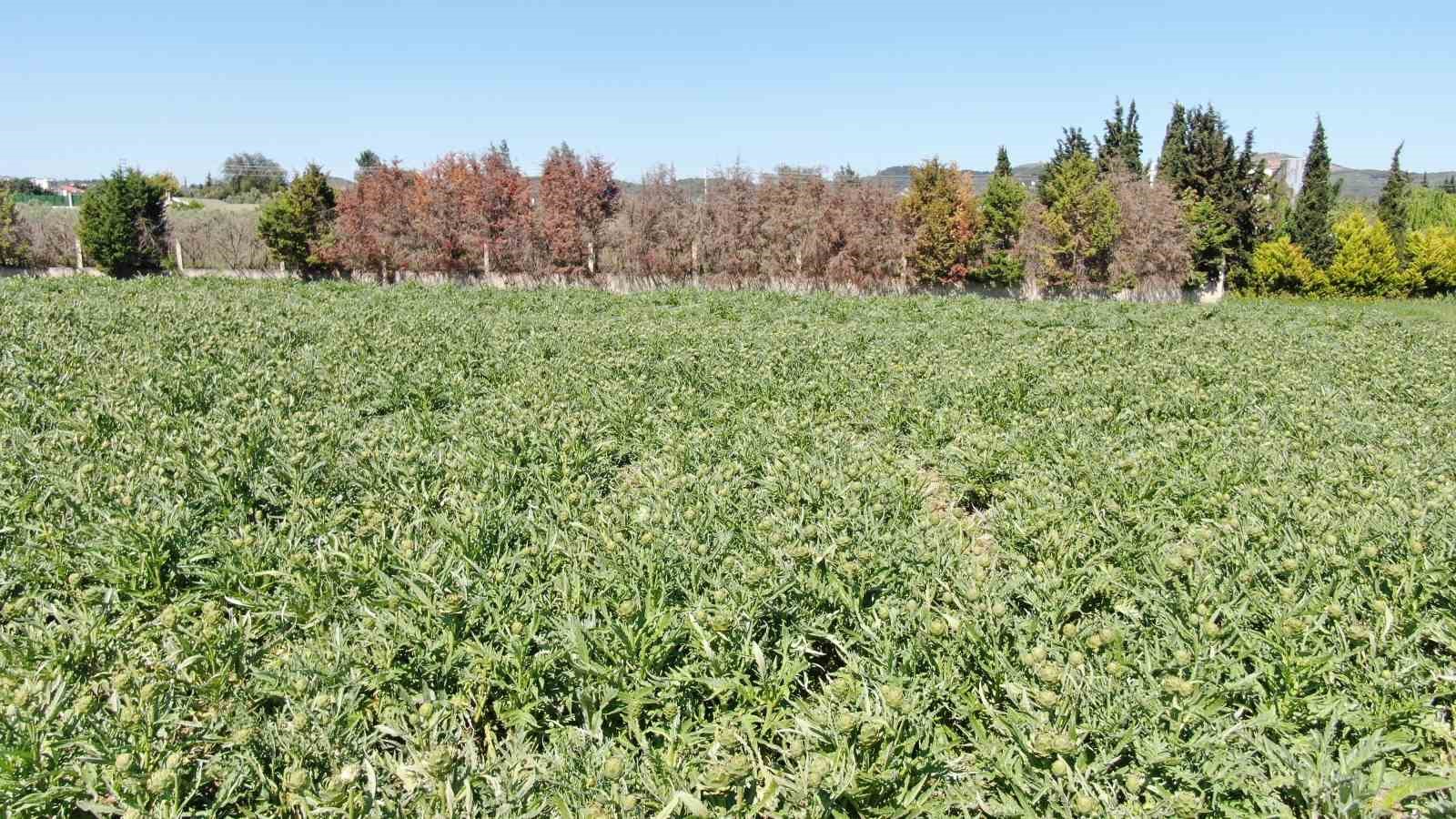 Urla’da sakız enginarının hasat mesaisi sürüyor
