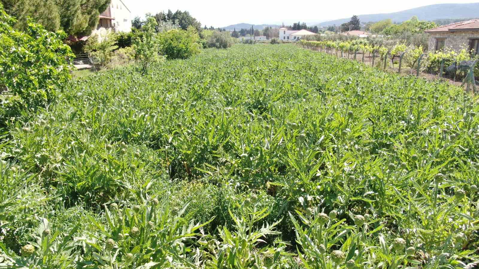 Urla’da sakız enginarının hasat mesaisi sürüyor
