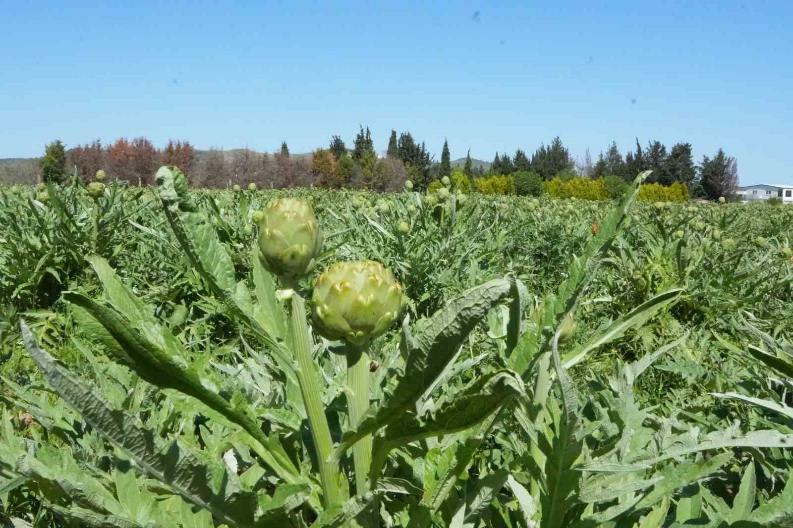 Urla’da sakız enginarının hasat mesaisi sürüyor
