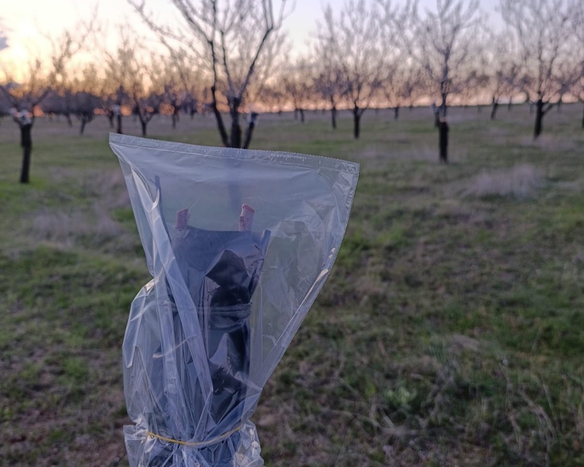 Uşak’ta badem üreticilerine don uyarısı
