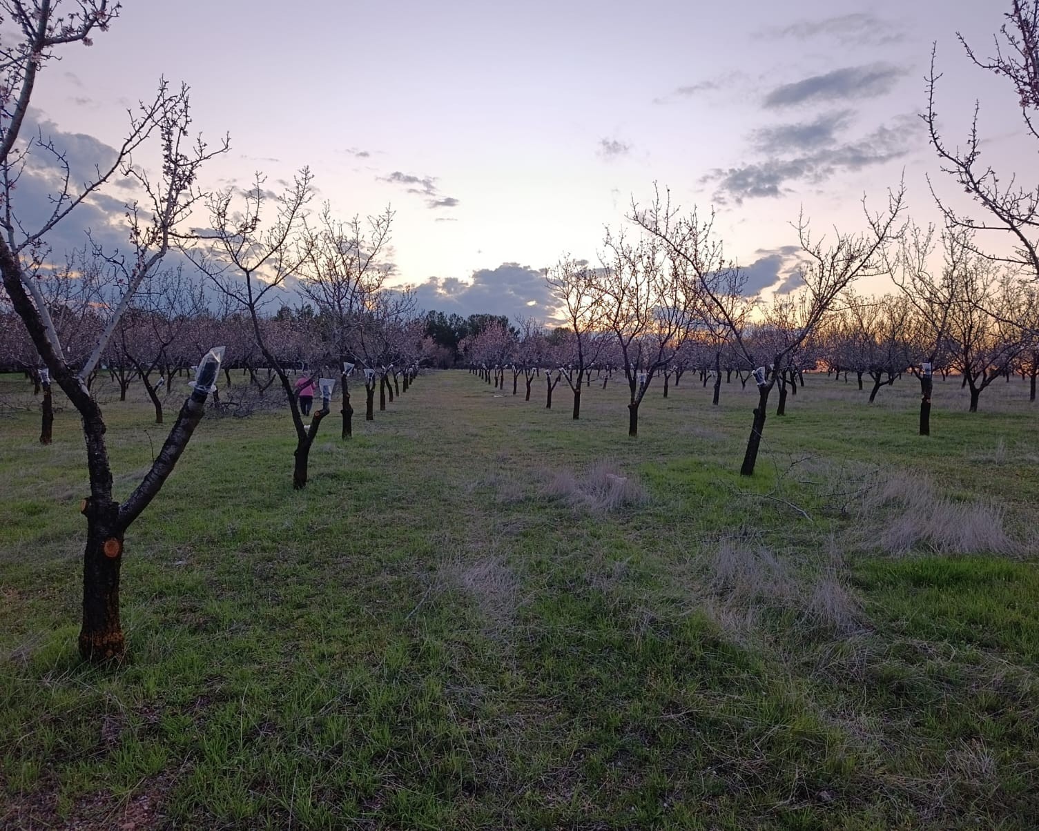 Uşak’ta badem üreticilerine don uyarısı
