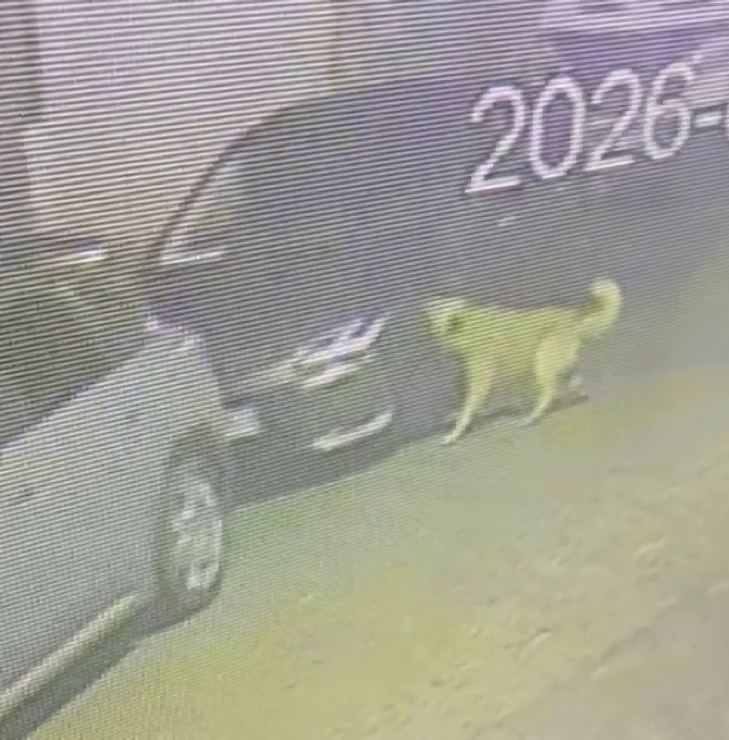 Üsküdar’da sokak köpekleri paniğe neden oldu: Başıboş sürünün bir araca zarar verdiği anlar kamerada
