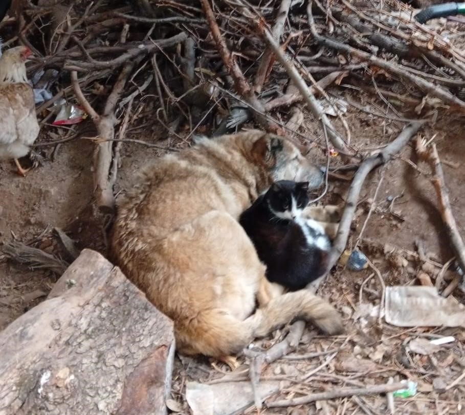 Üşüyen kedi ile köpek birbirine sığındı
