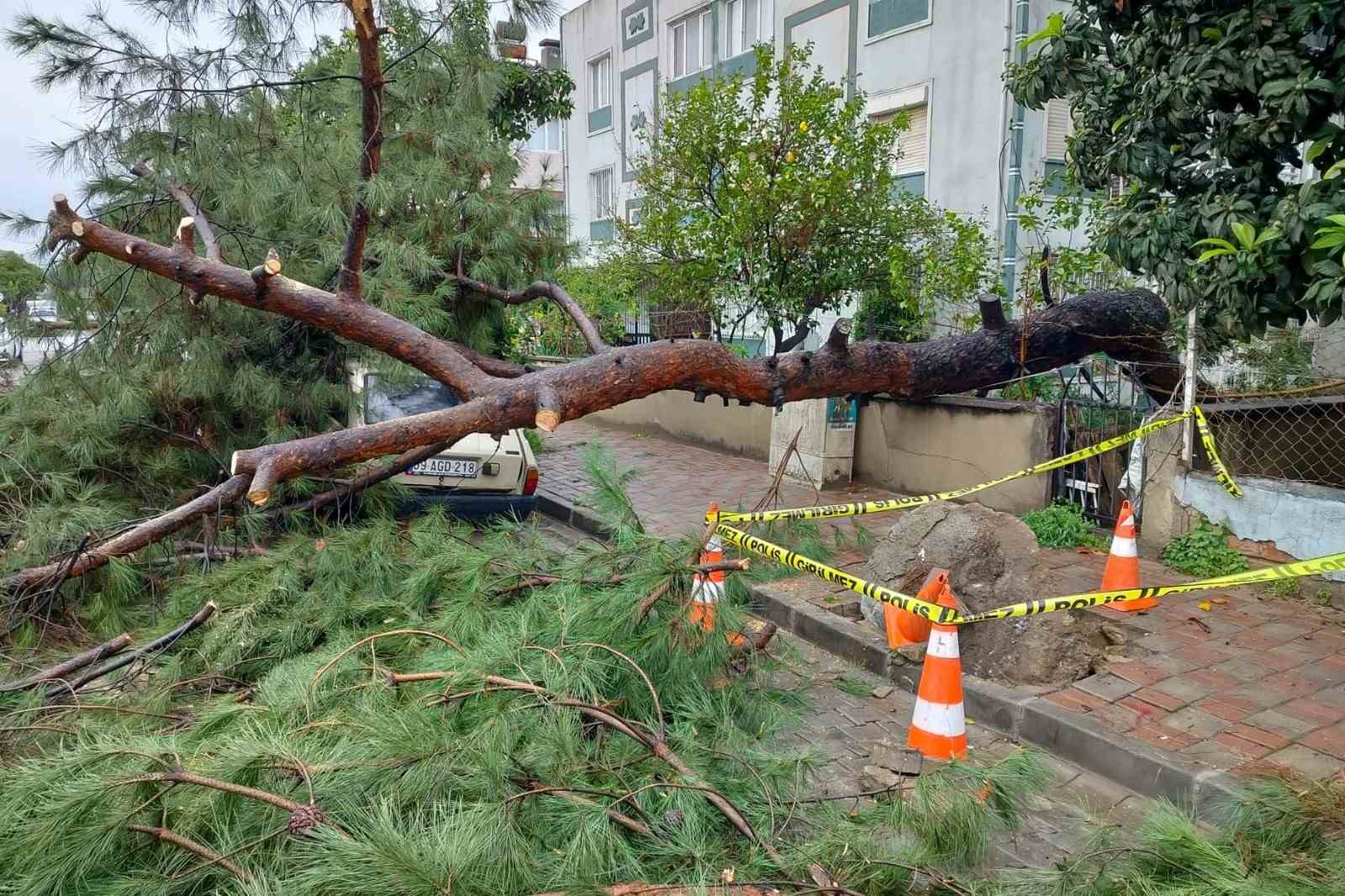 Üzerine ağaç devrilen park halindeki araç zarar gördü
