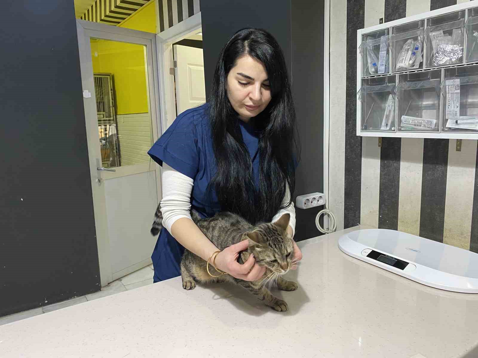 Uzman Veteriner Hekim Tuğçe Kara: "Tüyü var üşümez inancı yanlış"
Uzman Veteriner Hekim Tuğçe Kara: "Tüyü var üşümez inancı yanlış"