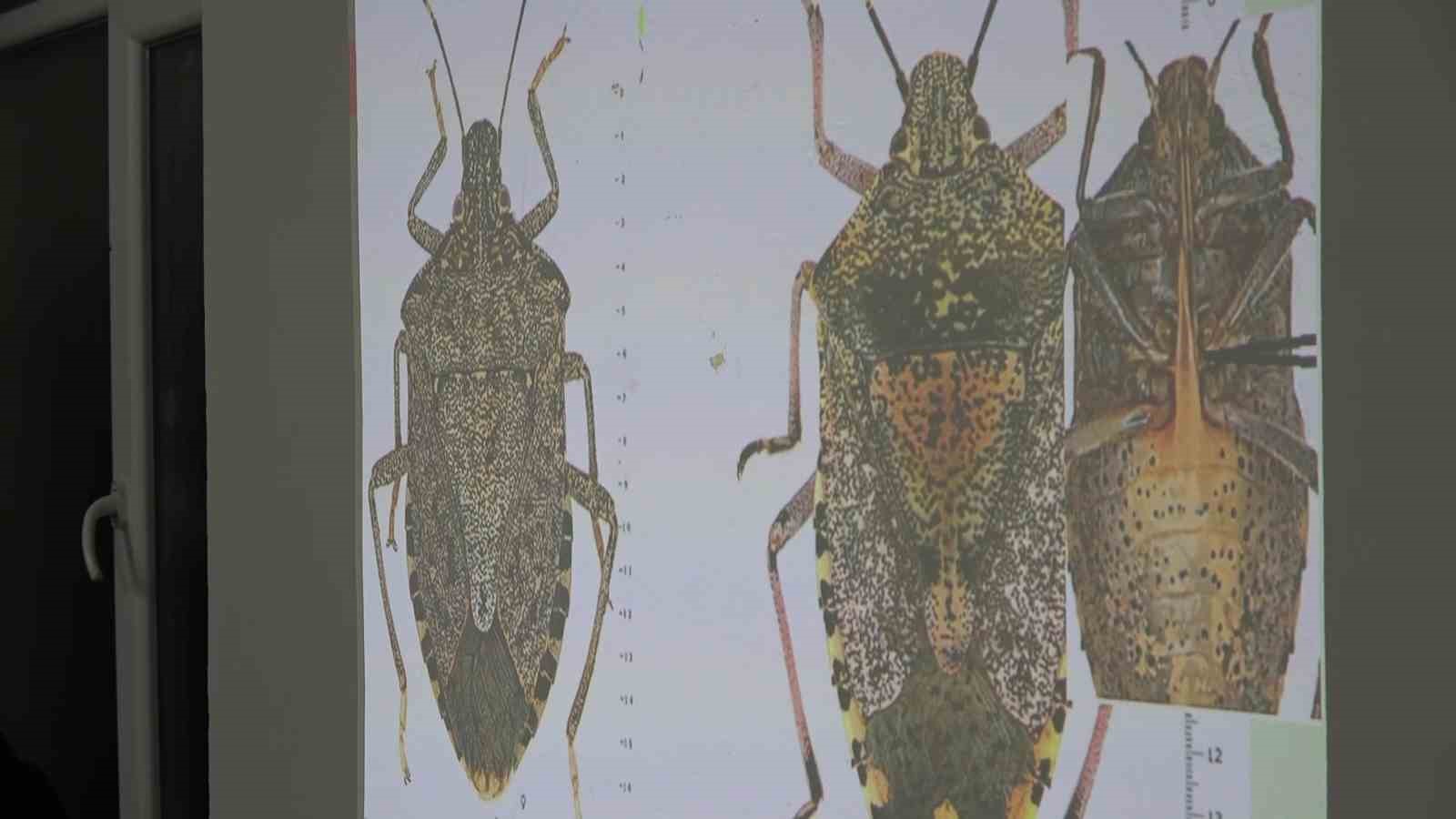 Uzmanı kahverengi kokarca için tarih verdi: "2030 yılından itibaren gündemden çıkmaya başlayacak"
