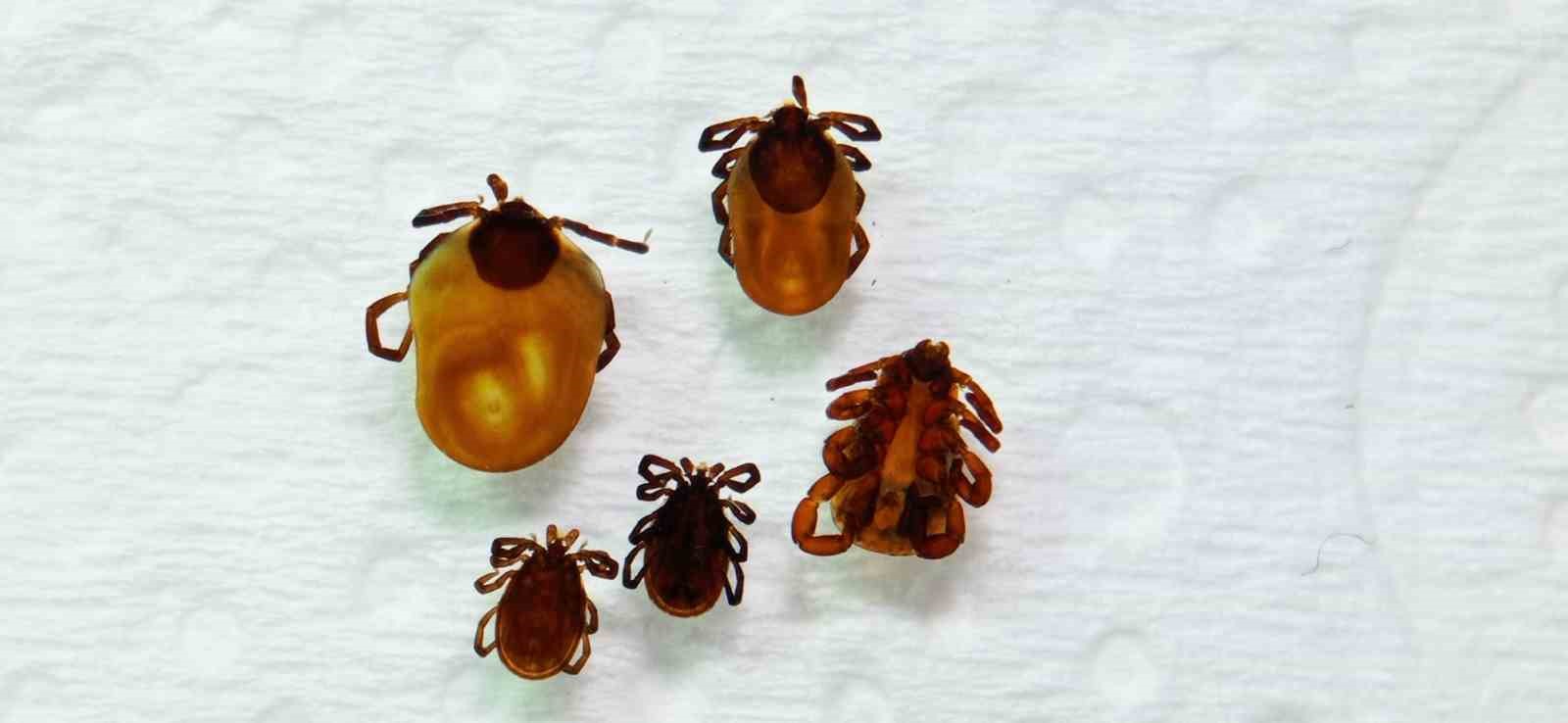 Uzmanı uyardı: "Kar örtüsü keneleri yok etmiyor"
