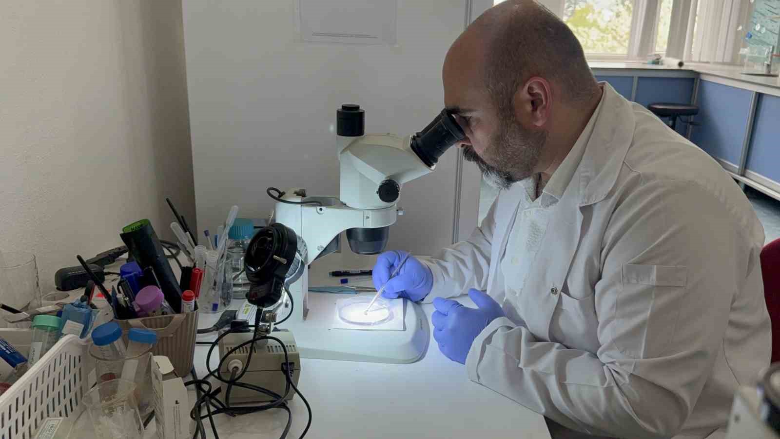 Uzmanı uyardı: "Kar örtüsü keneleri yok etmiyor"
