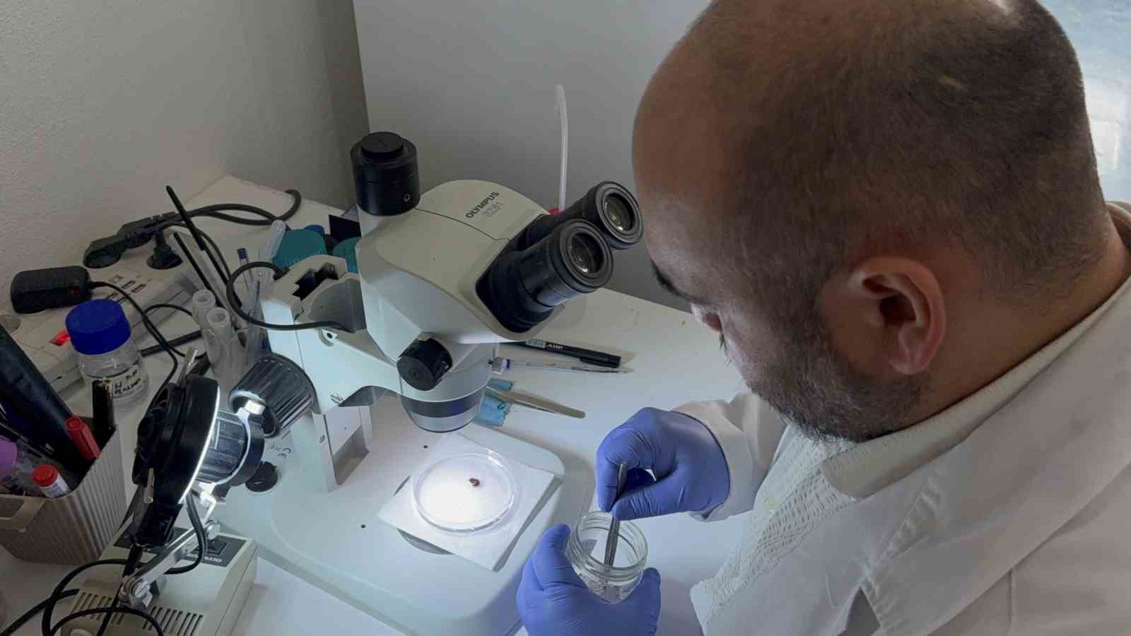 Uzmanı uyardı: "Kar örtüsü keneleri yok etmiyor"
