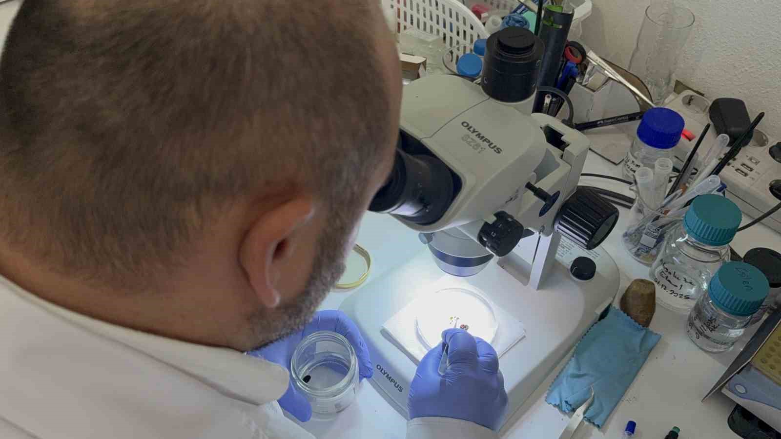 Uzmanı uyardı: "Kar örtüsü keneleri yok etmiyor"
