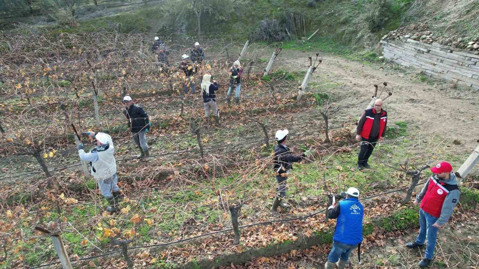 Üzüm bağlarında doğru budama için yerinde eğitim
