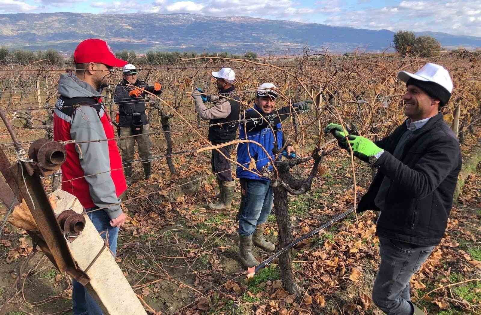 Üzüm bağlarında doğru budama için yerinde eğitim
