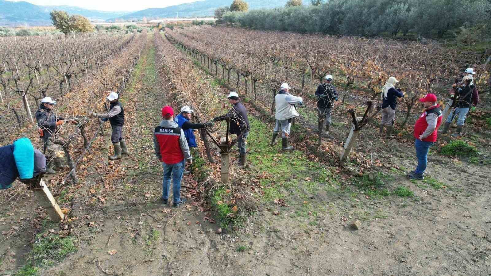 Üzüm bağlarında doğru budama için yerinde eğitim
