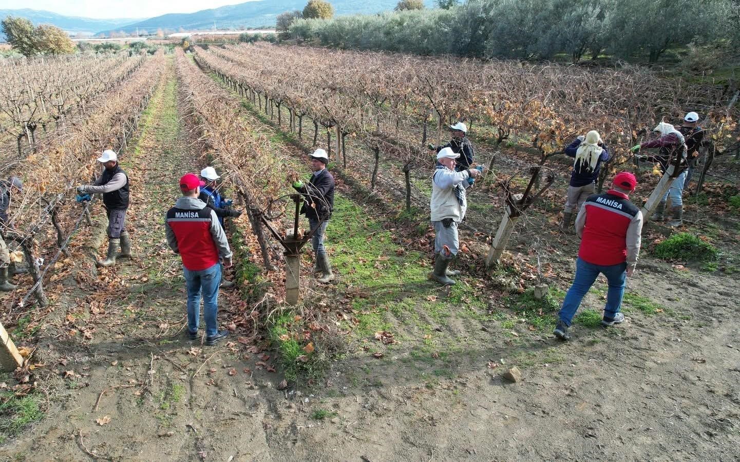 Üzüm bağlarında doğru budama için yerinde eğitim
