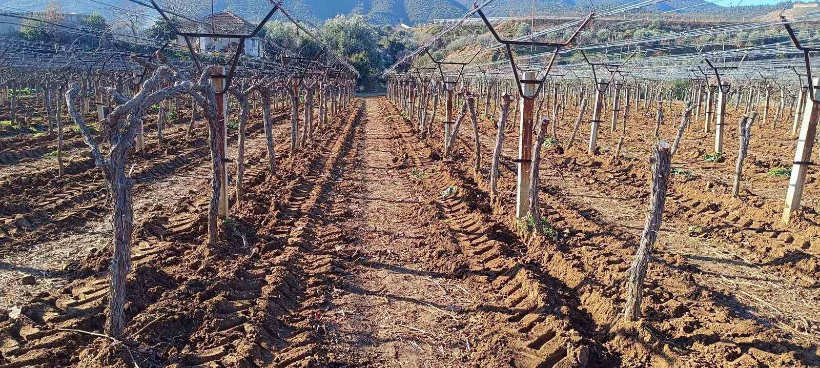 Üzüm üreticisi yenilik peşinde
