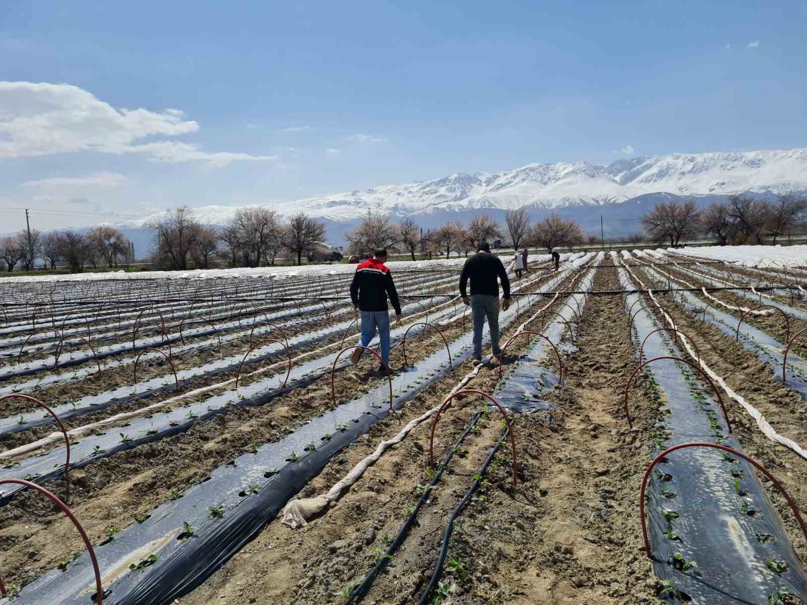 Üzümlü’de biber fideleri toprakla buluştu
