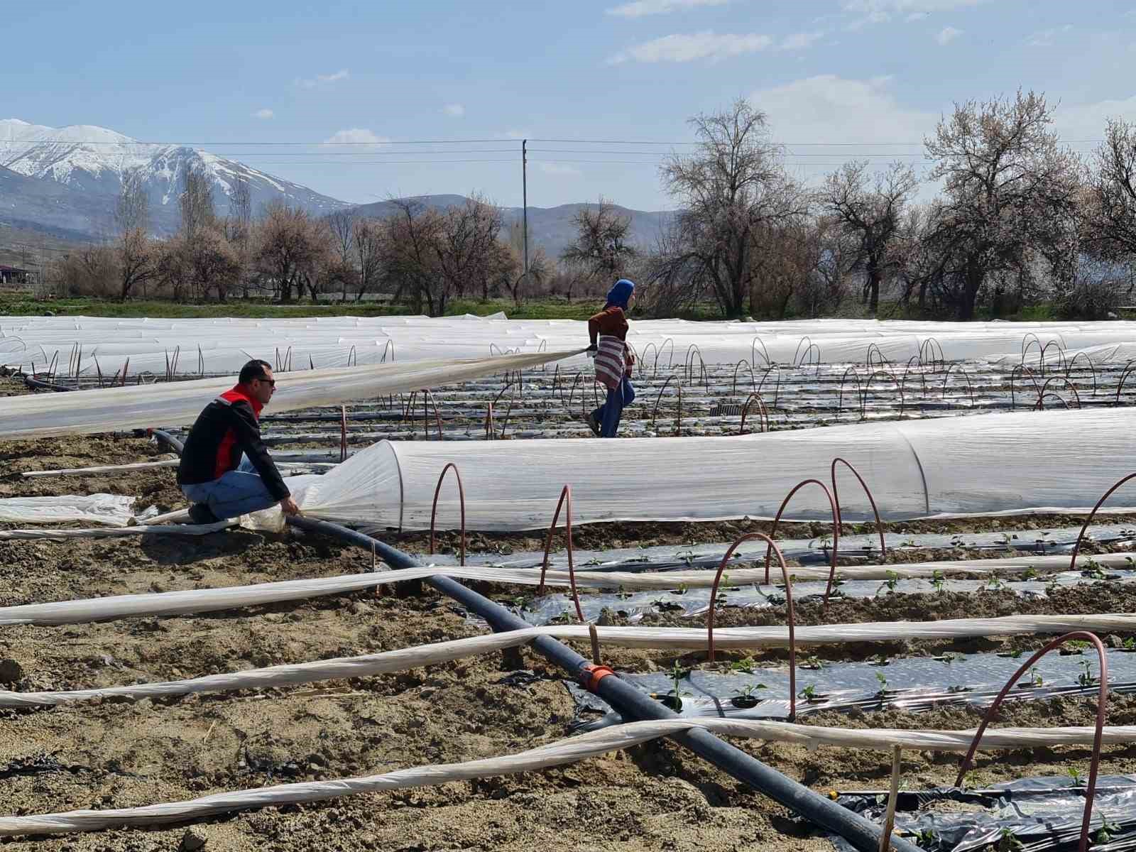 Üzümlü’de biber fideleri toprakla buluştu

