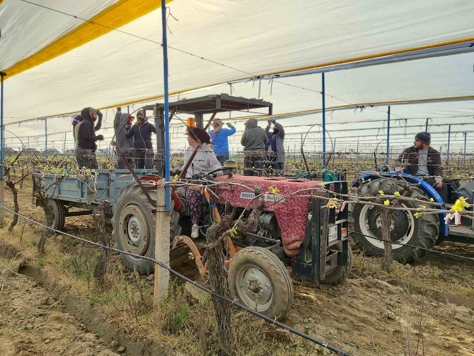Üzümün başkentinde bağlar tüllerle kaplanıyor
