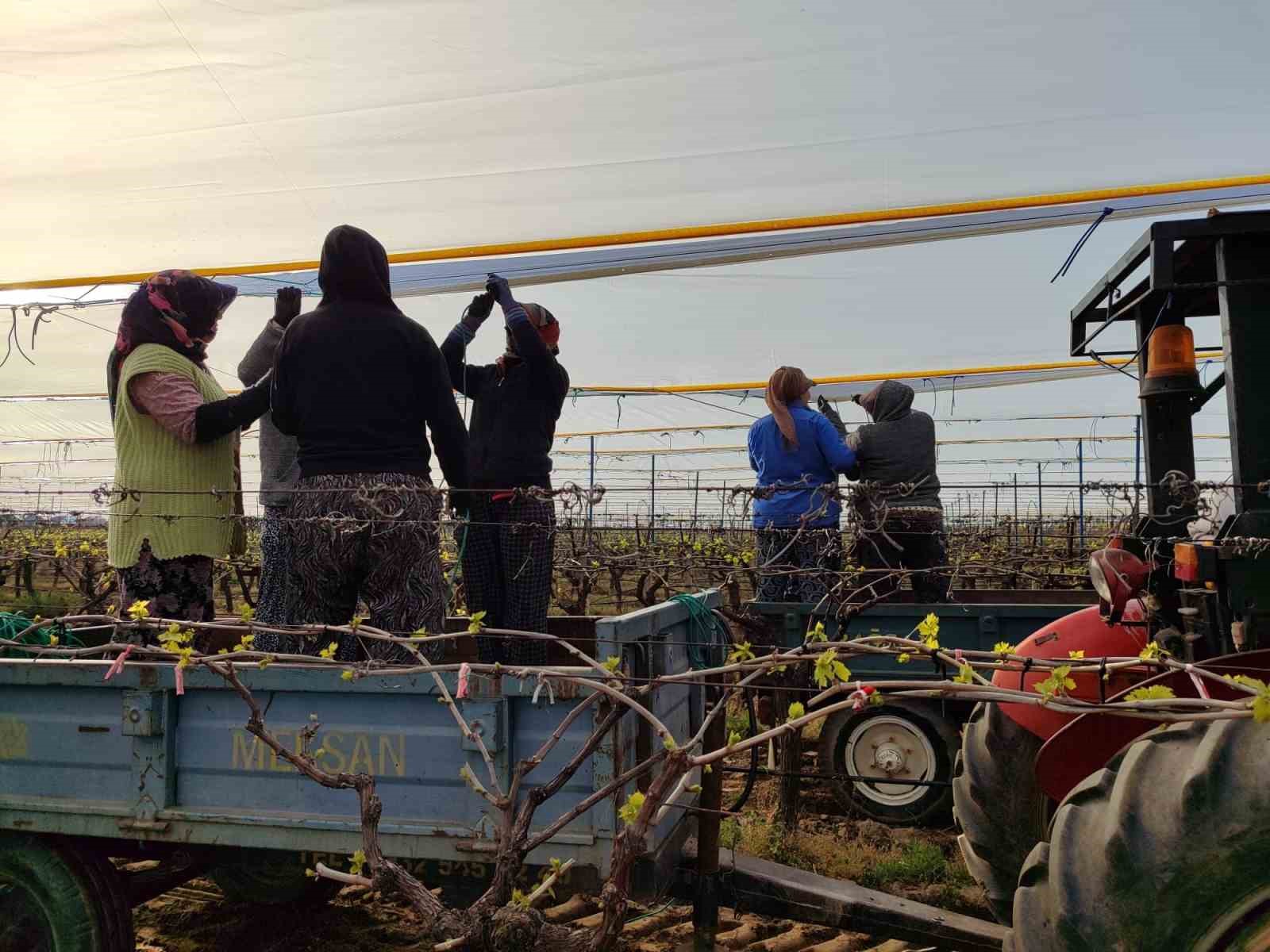 Üzümün başkentinde bağlar tüllerle kaplanıyor
