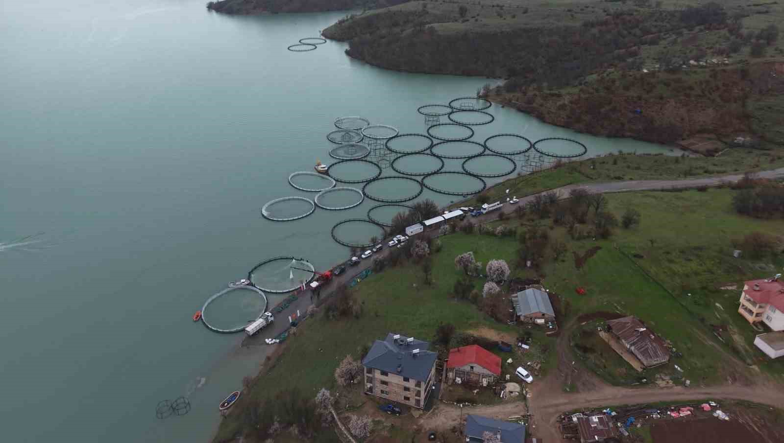 Uzunçayır Baraj Gölü’nde bir ilk: 1 buçuk milyon yavru alabalık su ile buluştu

