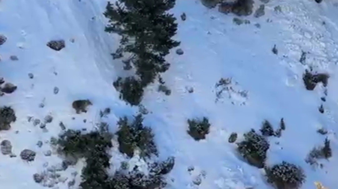 Uzundere’de buz tırmanışında ayı paniği
