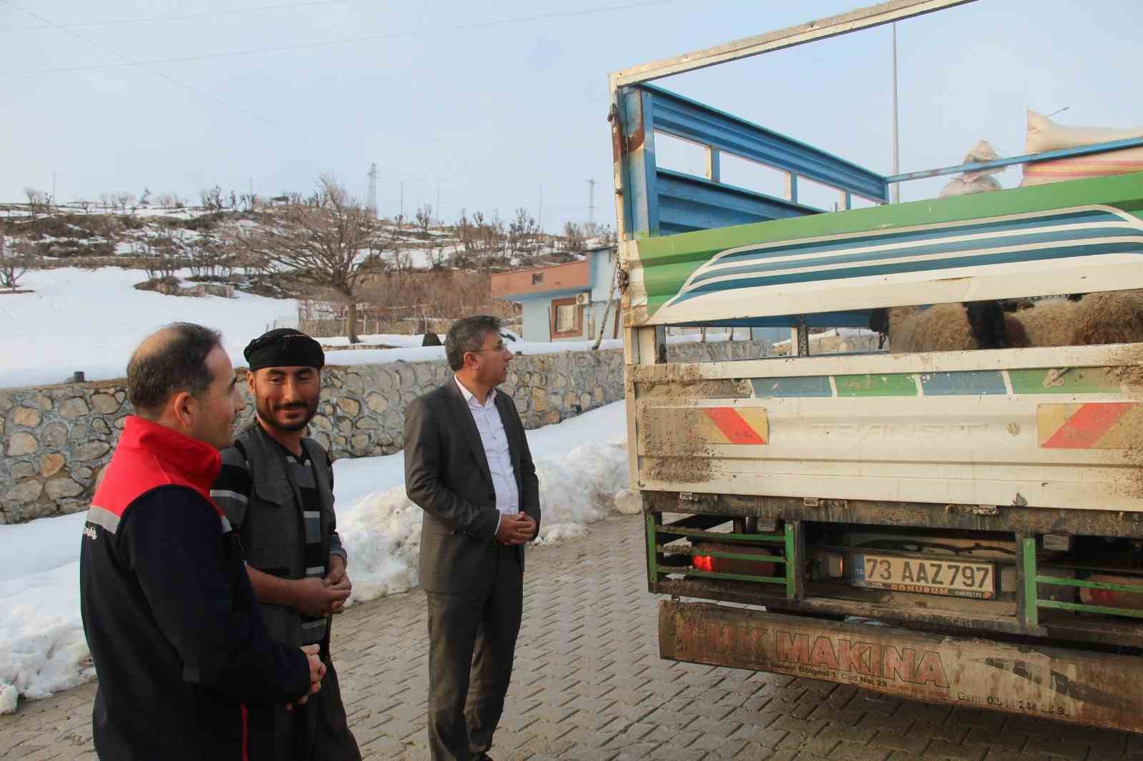 Vahşi hayvan saldırısında 35 koyun telef oldu, devlet yaraları sardı

