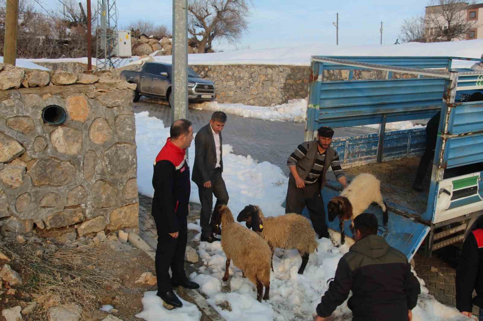 Vahşi hayvan saldırısında 35 koyun telef oldu, devlet yaraları sardı

