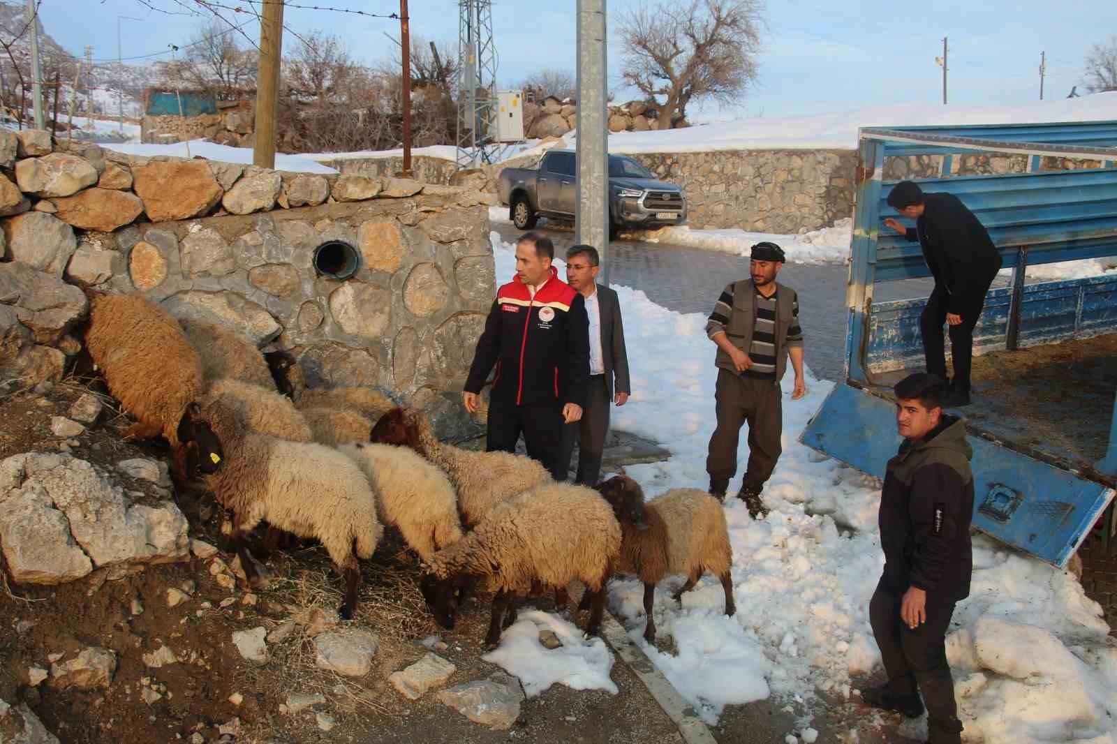Vahşi hayvan saldırısında 35 koyun telef oldu, devlet yaraları sardı
