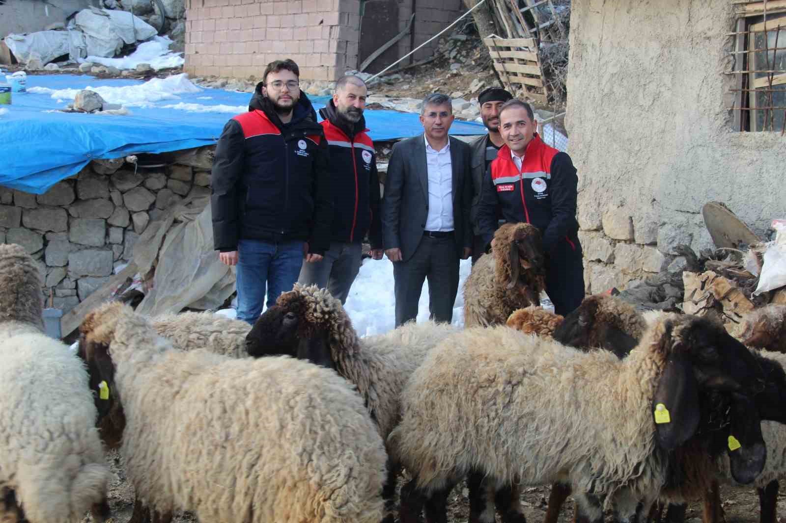 Vahşi hayvan saldırısında 35 koyun telef oldu, devlet yaraları sardı
