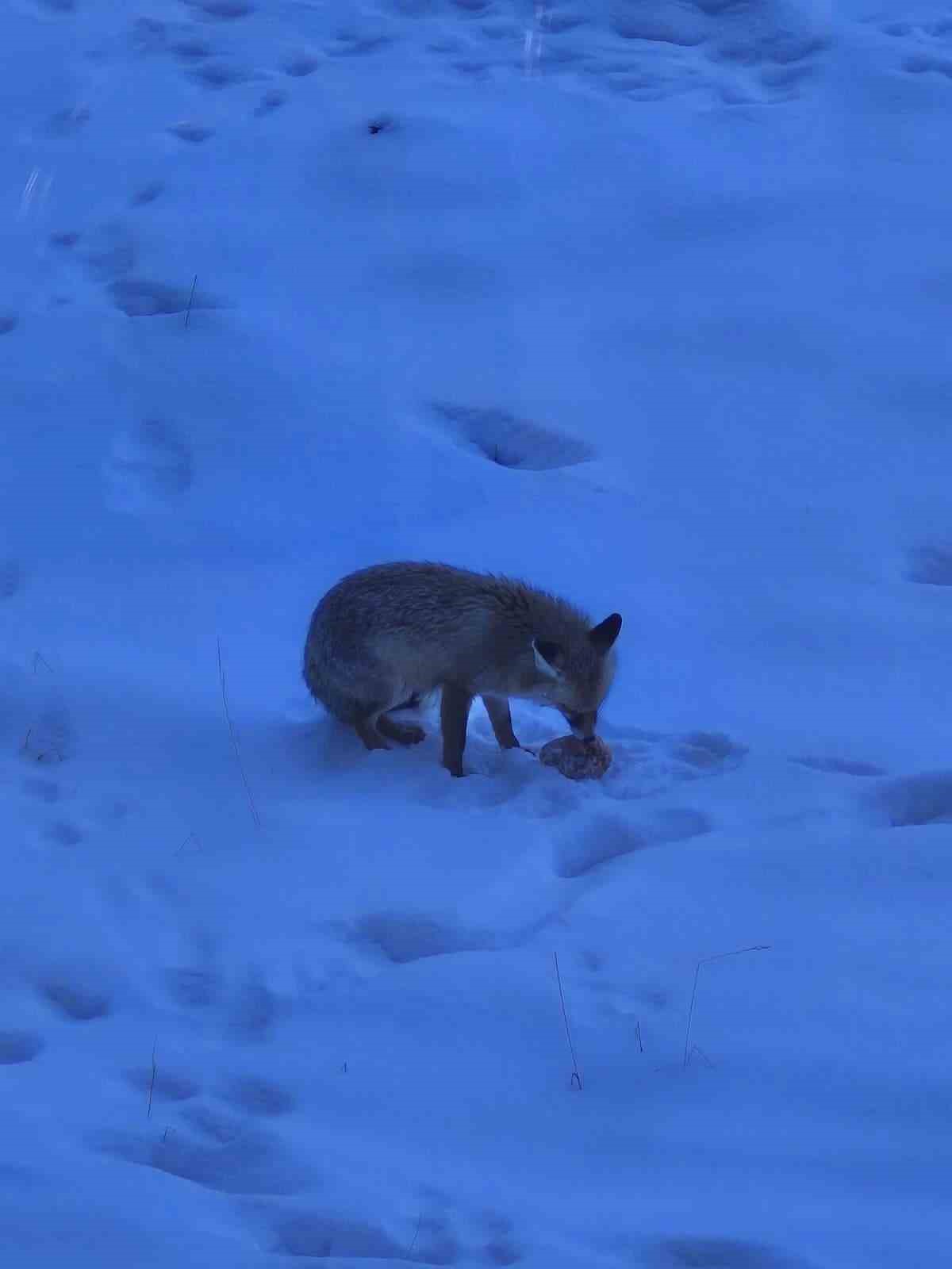 Valilik bahçesindeki davetsiz misafir gülümsetti
