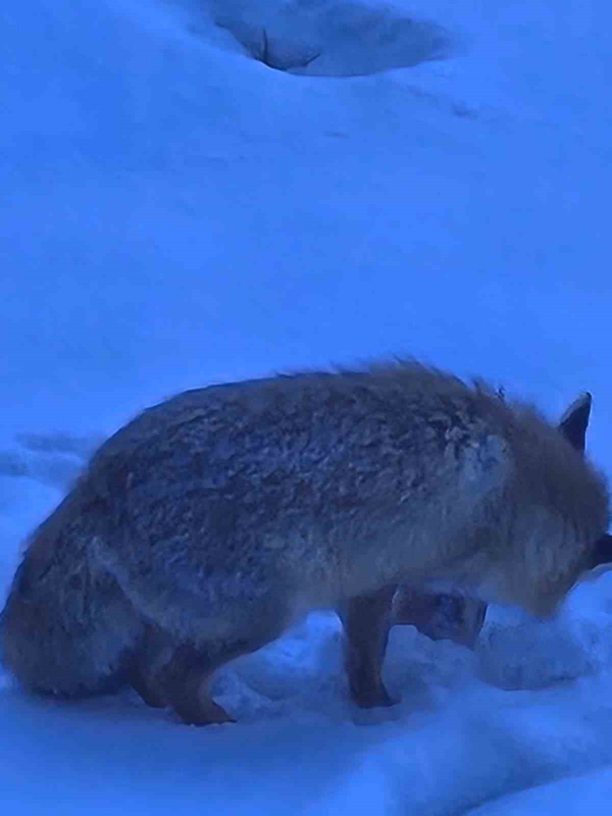 Valilik bahçesindeki davetsiz misafir gülümsetti
